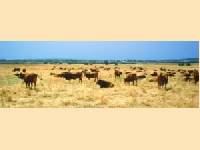 Ruhe vor dem Sturm: Great Australian Outback Cattle Drive findet im Juni 2005 statt